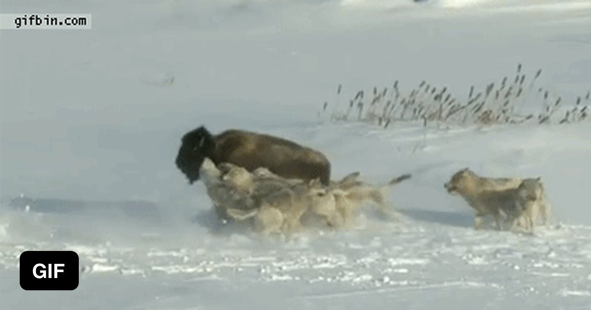 Douchebag Bison. 9GAG