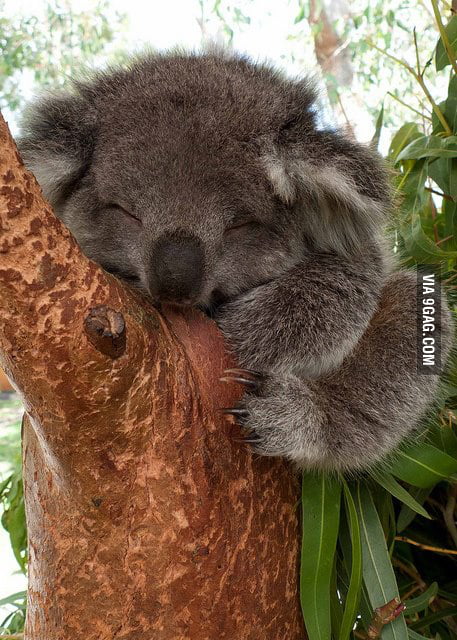 It's so fluffy! - 9GAG