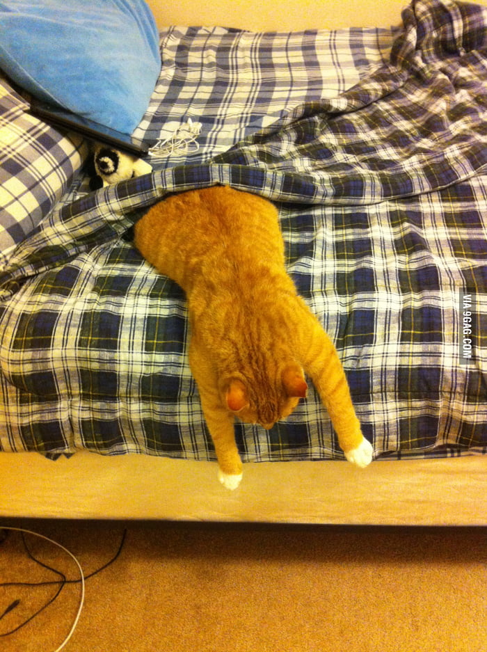 My cat sleeps like this 9GAG