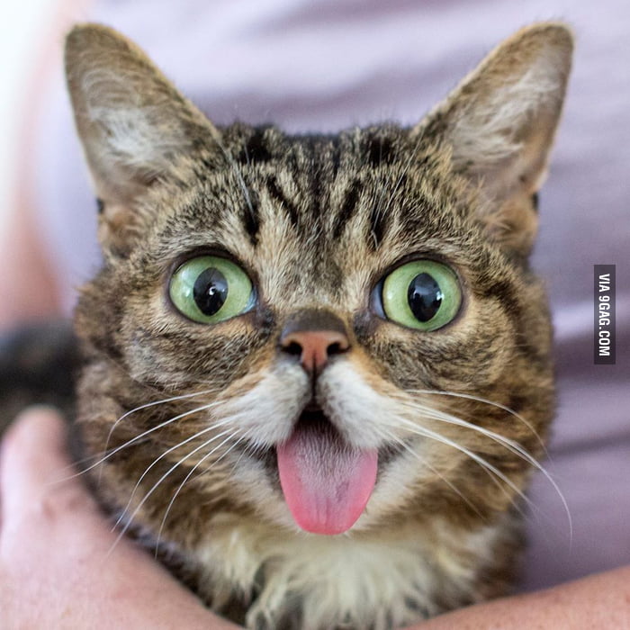 lil bub pillow