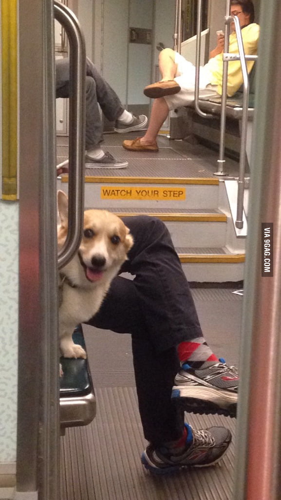 Saw this little guy on the train today! - 9GAG