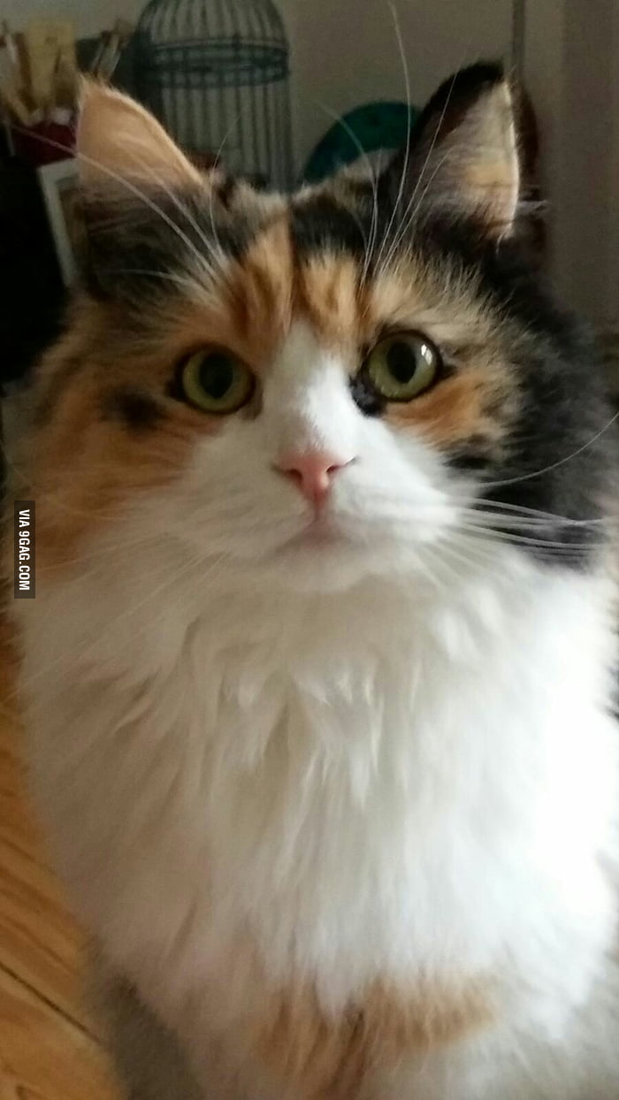 She is almost 10 years old but still has a baby face - 9GAG