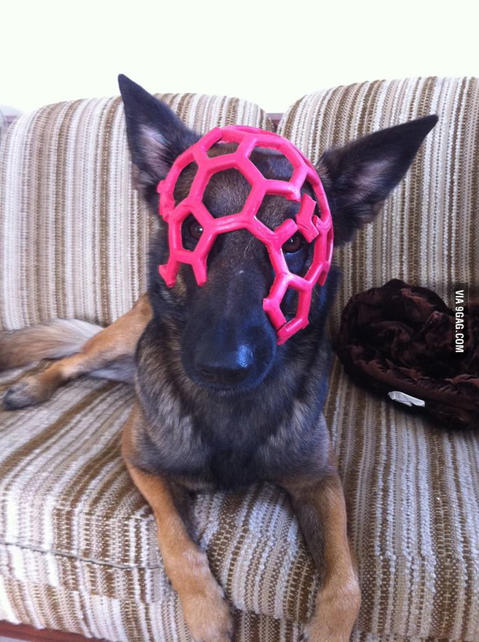 My dog destroyed one of her toys, and became a supervillain. 9GAG