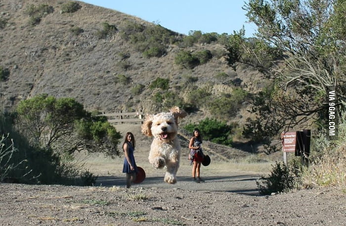 The perspective makes this dog looks like a big monster - 9GAG