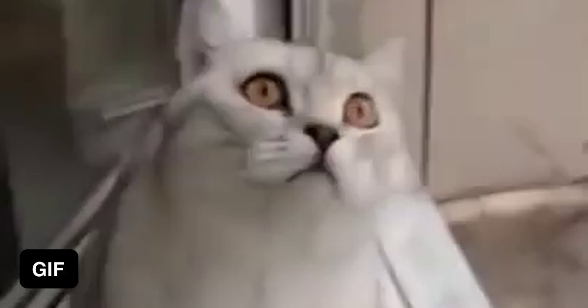 Cat.exe not responding. 9GAG