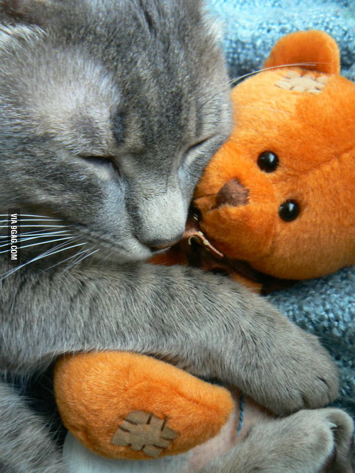 My Cat Hugging His Teddy Bear 9gag