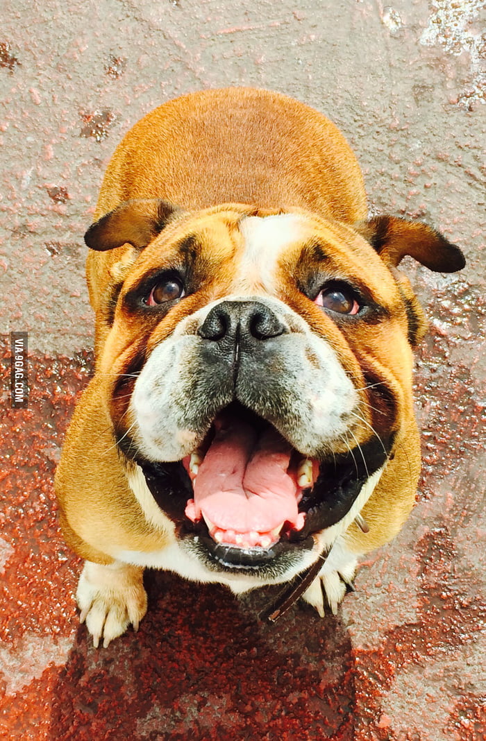 my-dog-is-happy-today-9gag