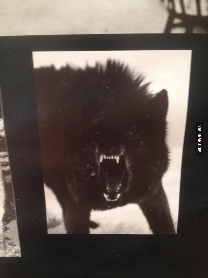Found the original wolf of the meme! - 9GAG