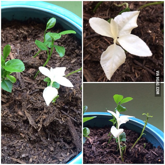 I planted 10 orange seeds. Some didn�t sprout, some did