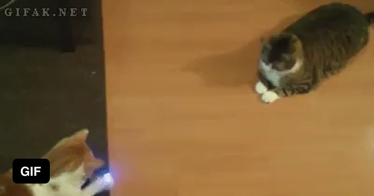 When you have 2 cats and you have to be creative.... 9GAG