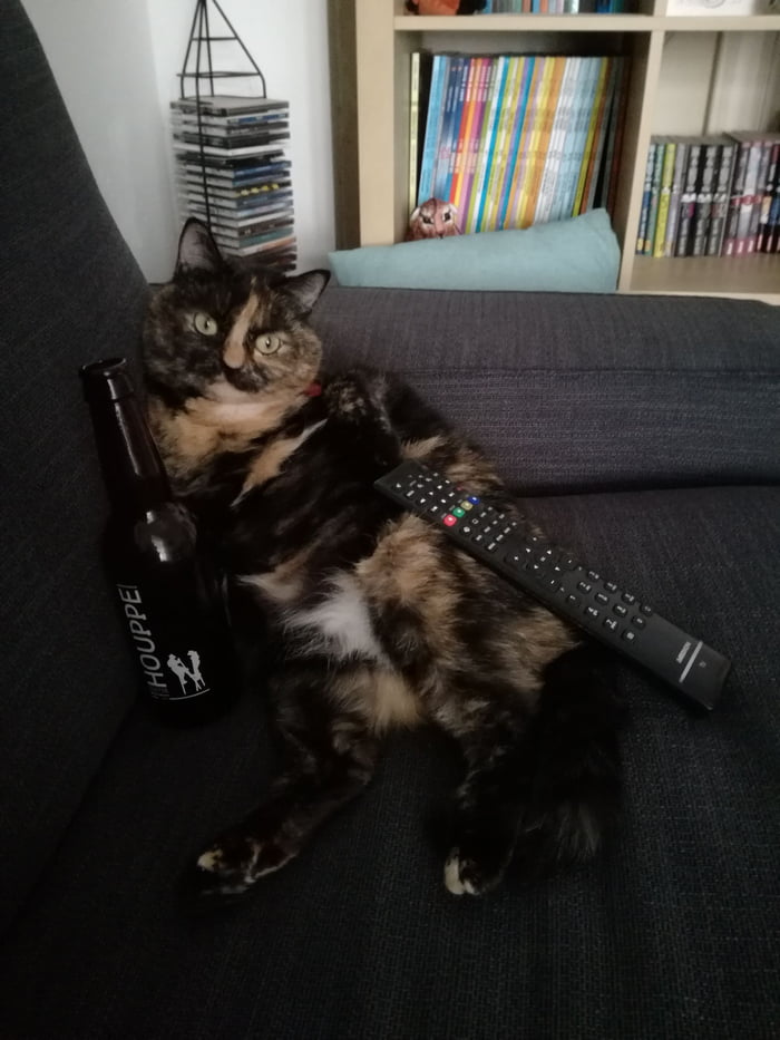 People Who Said They Didn’t Want The Damn Cats - YouTube