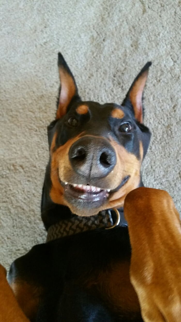 vicious doberman pinscher