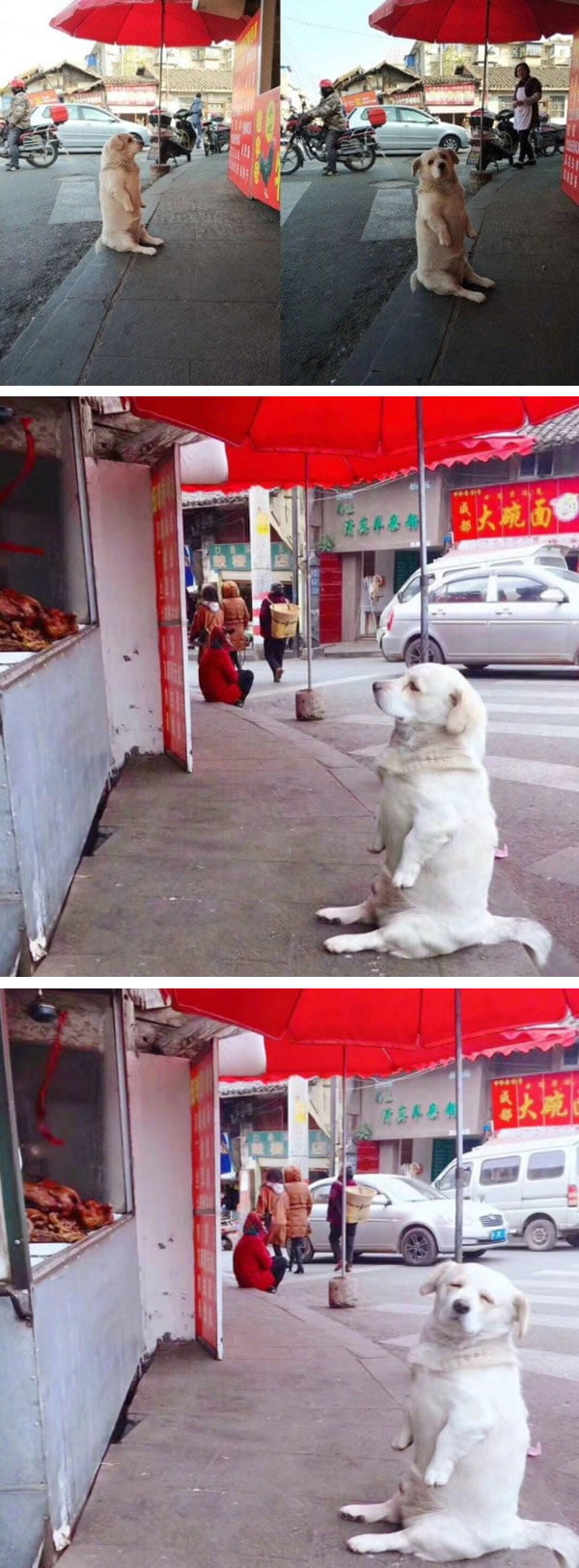 Doggo shamelessly begging for food - 9GAG