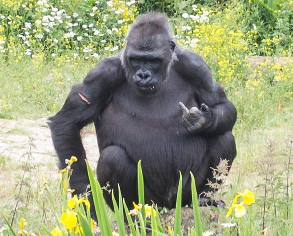 gorilla greets visitors at bristol zoo with special gesture - fortnite gogy