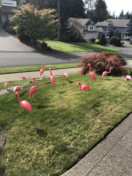 Someone Posted 40 Plastic Flamingoes Outside My House Last Night 9gag