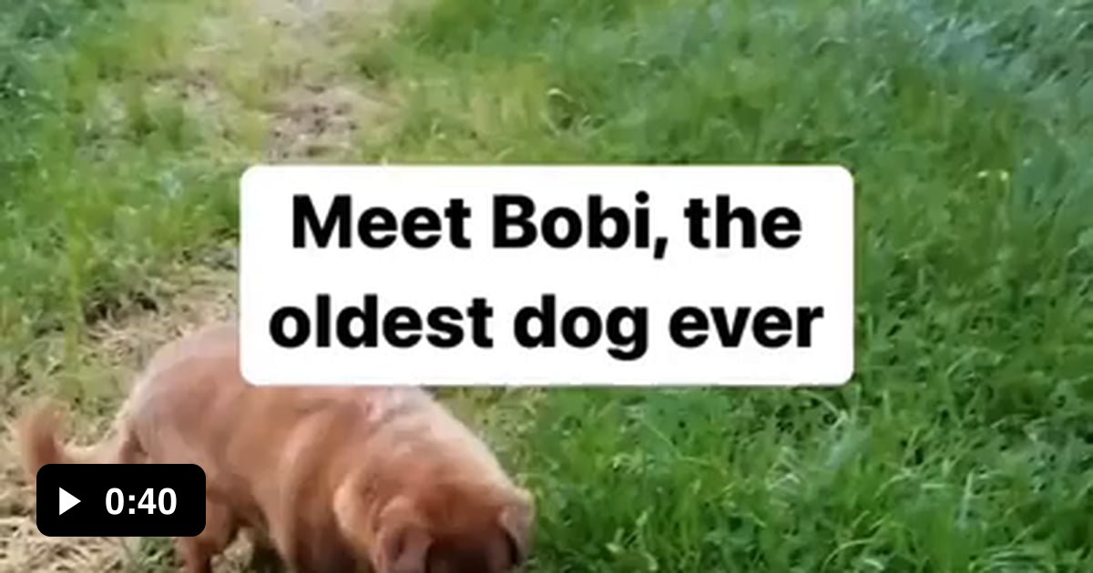 New record According to the Guinness World Records the oldest dog ever