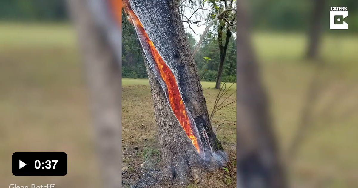 Tree Burning From The Inside After Being Struck By Lightning 9gag 