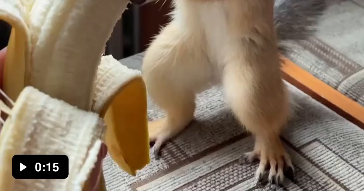 Squirrel eating a banana 9GAG