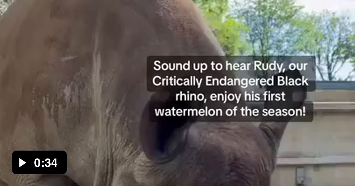 The size of a rhino compared to a watermelon - 9GAG