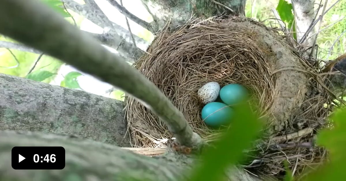 Robin rejects parasitic Cowbird egg from its nest. - 9GAG