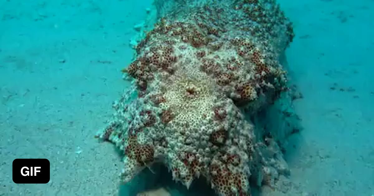 Sea cucumber tried tacobell last night 9GAG