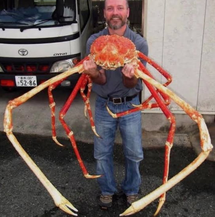 here-s-8-reasons-why-the-japanese-spider-crab-eating-food-is-an