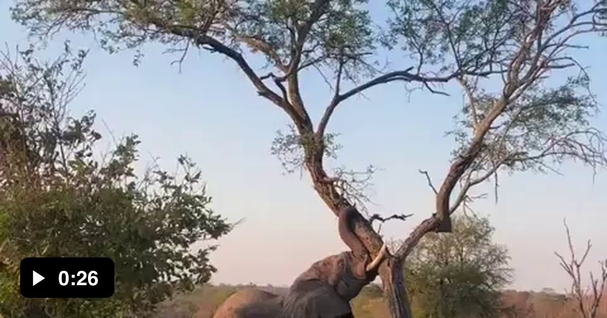 Magnificent elephant cutting down a tree 9GAG