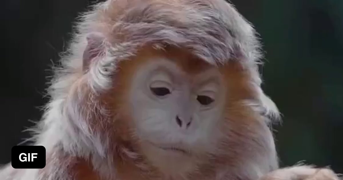 Distinguished Monkey This distinguished monkey wishes you a Happy New Year - 9GAG
