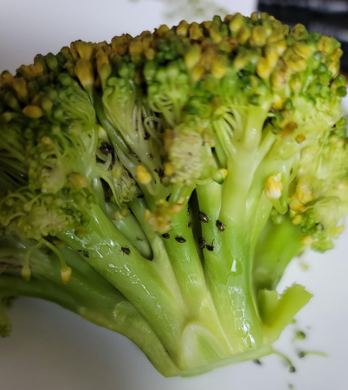 Ate half a head of broccoli only to discover it was full of bugs - 9GAG