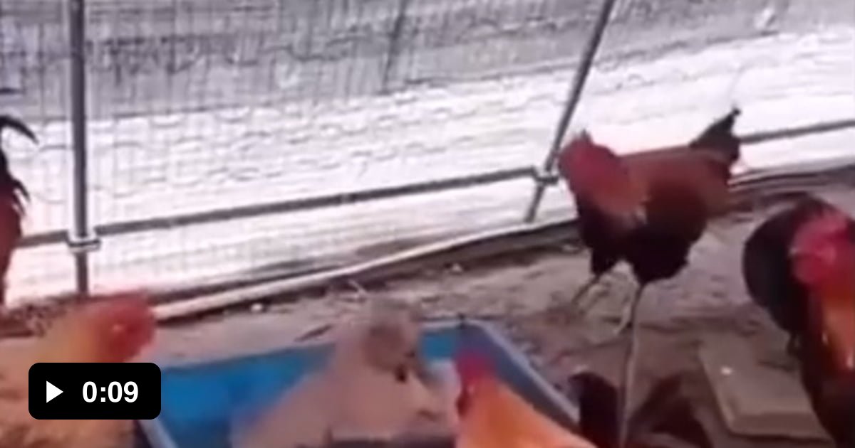 Chickens arranging illegal dog fights! 9GAG