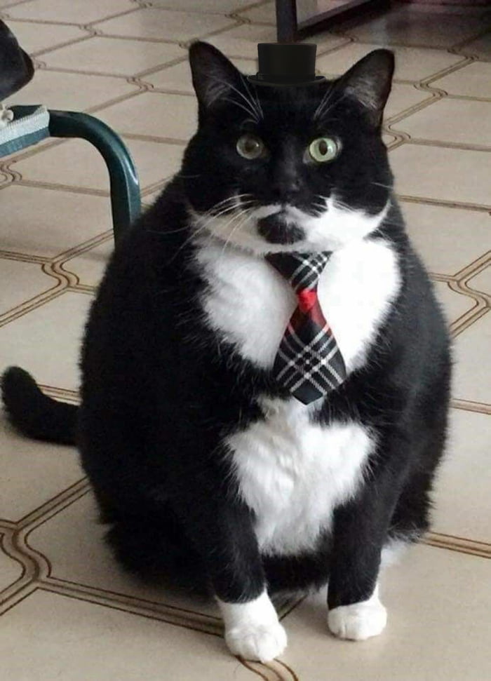 Dressed for the job interview. Do you think the kitty will get the ...