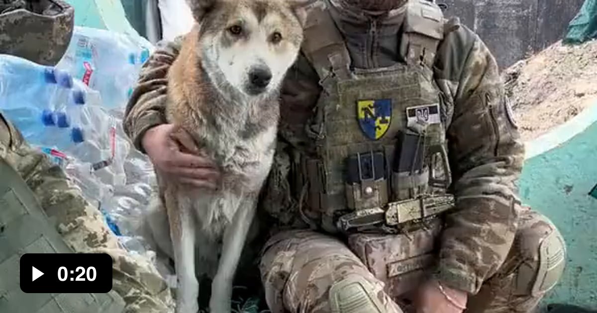 Ukrainian doggo having a good time alongside Ukrainian soldier. - 9GAG