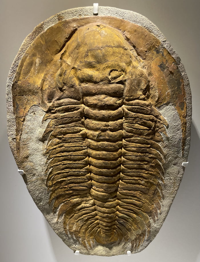 Here is a Trilobite that decided that spines are for babies and that ...