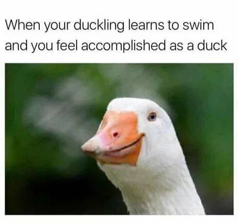 *approves in duck* - 9GAG