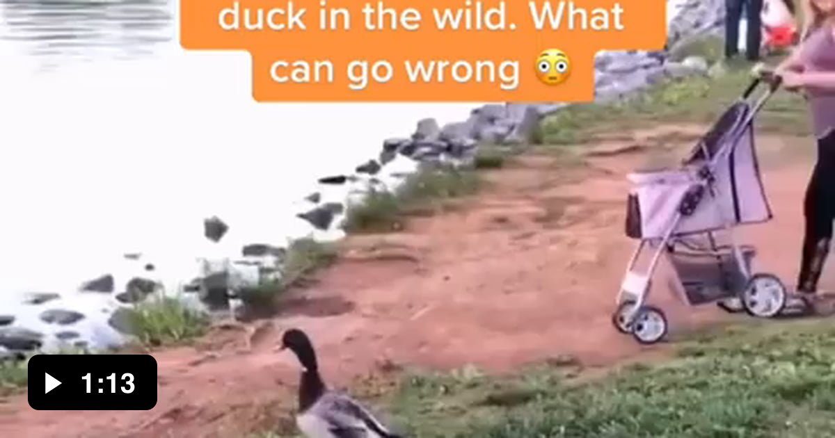 Woman releases her pet duck into the wild... what could go wrong? 😳 9GAG