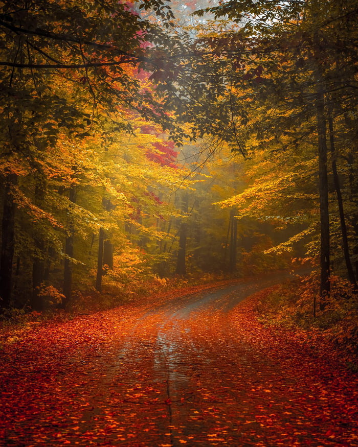 Sunlight through the autumn leaves on a New England road. - 9GAG