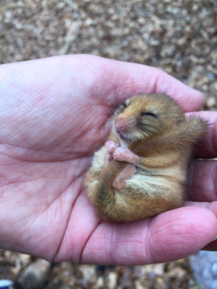 A snoring dormouse cuddling her tail - 9GAG