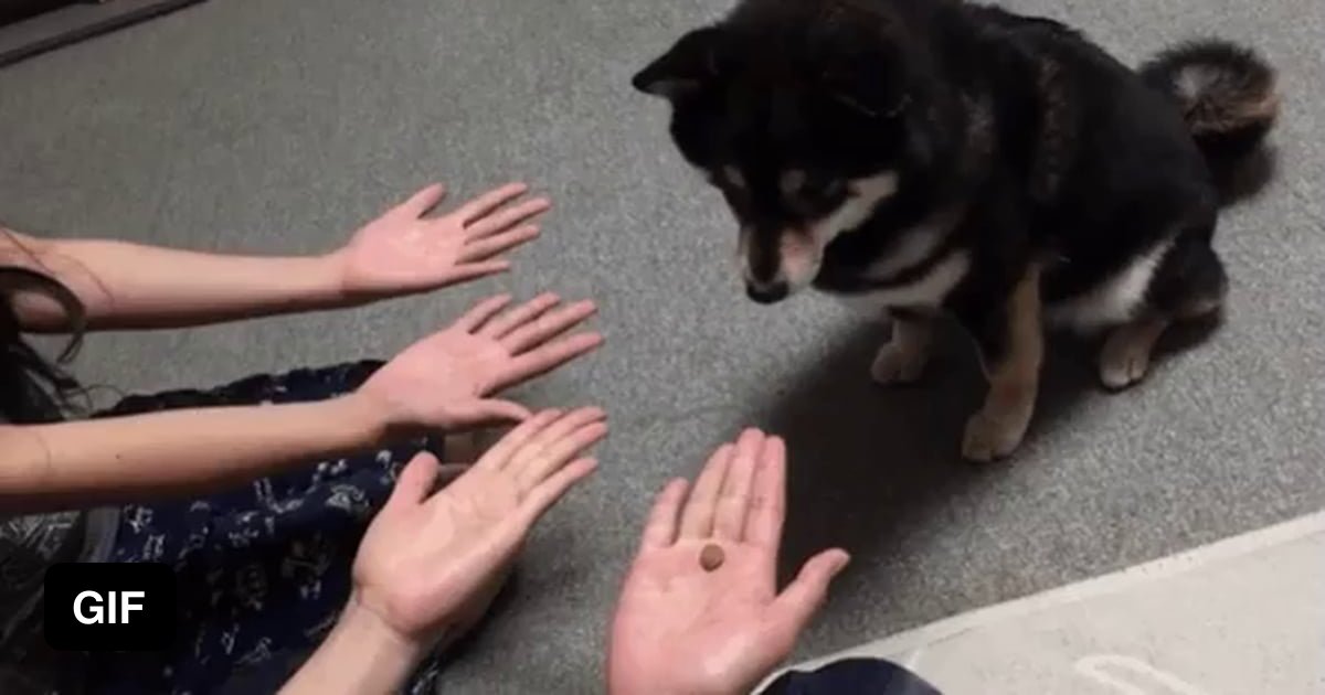 Обмануть на четыре кулака. Собака угадывает в какой руке. Гифка угадал. Собака предлагает рукой. Пес в Наперстки.