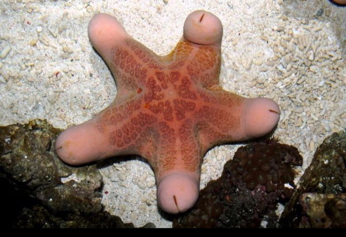 Teen sex naked starfish girls