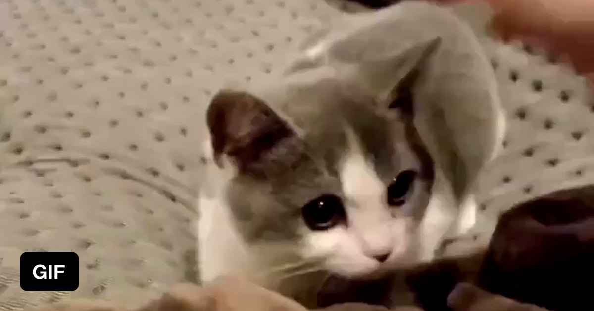 Happy cat - 9GAG