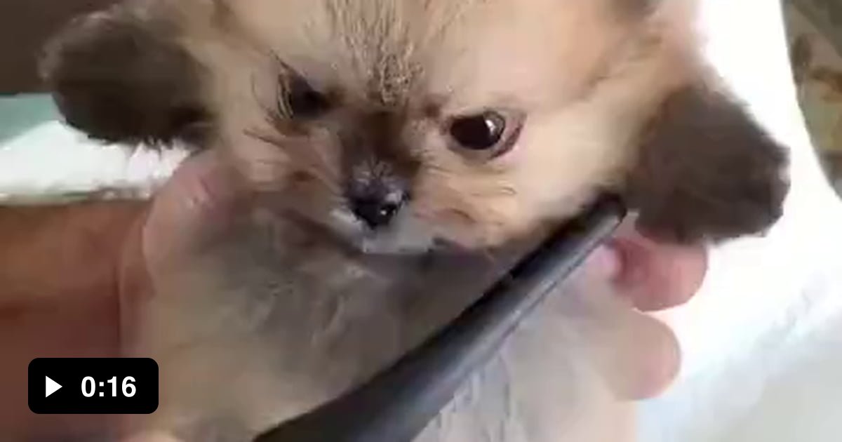 Angry Smol - 9GAG