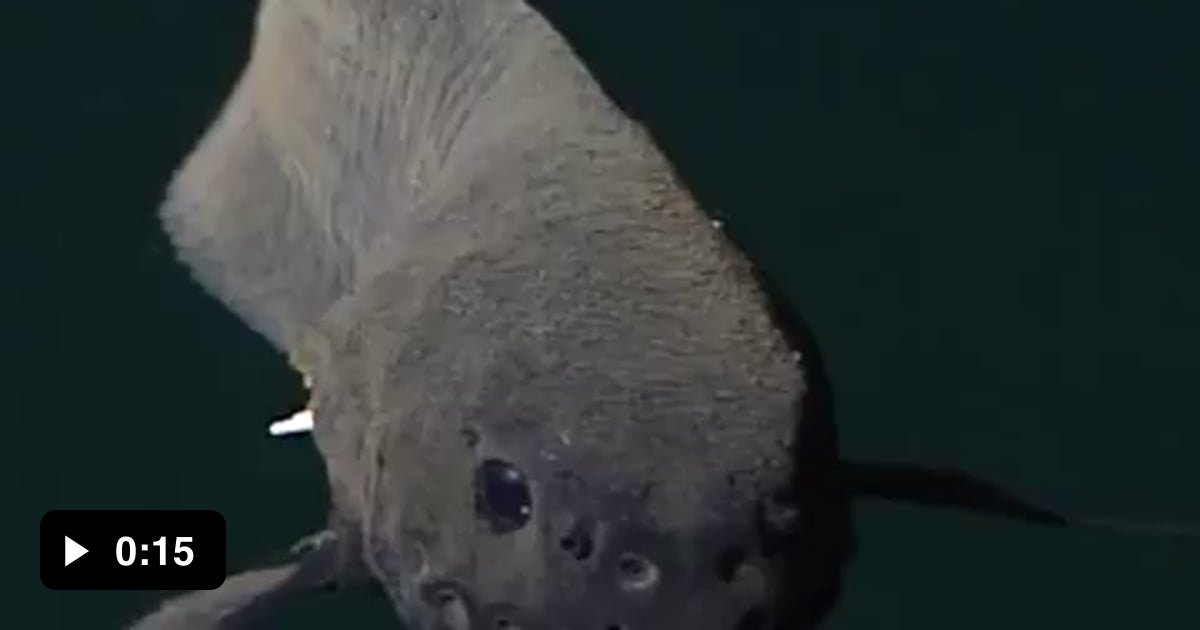 Deepsea threadfin snailfish (Careproctus longifilis) in first time
