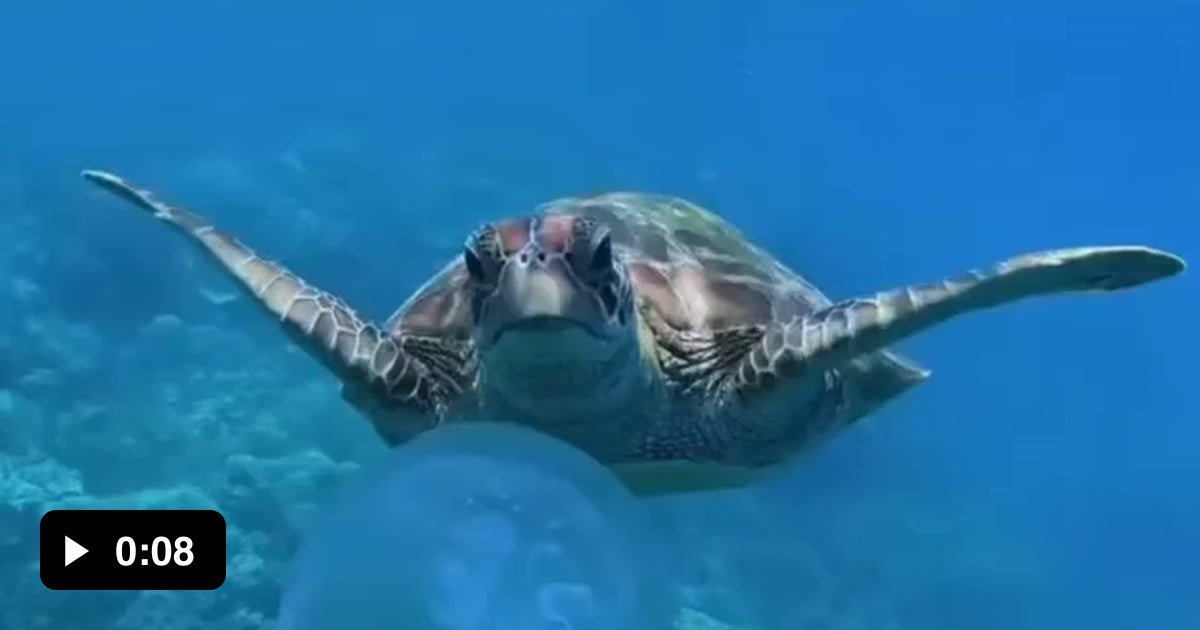 Loggerhead sea turtle eating moon jellyfish. - 9GAG