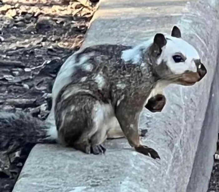 Piebald squirrel that was spotted at the park. 9GAG
