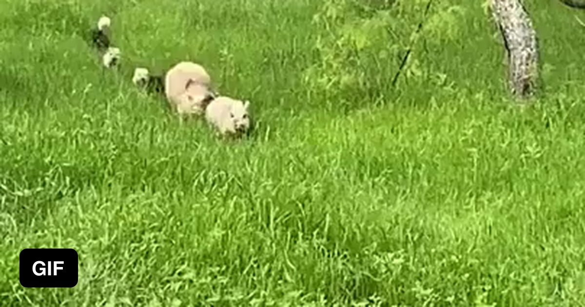 Just a little family passing through - 9GAG