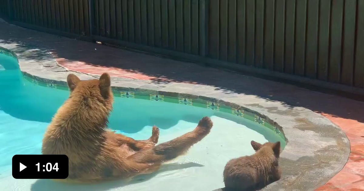 Mama Bear and cub use pool - 9GAG