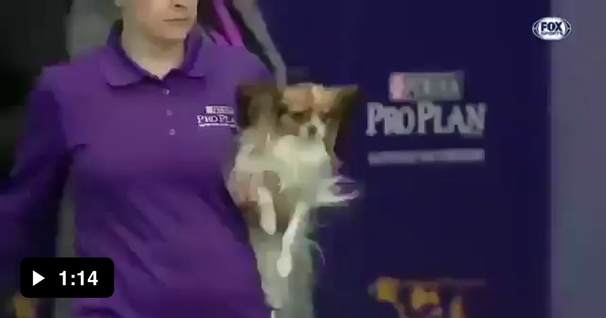 Fastest dog at a Dog agility competition 9GAG