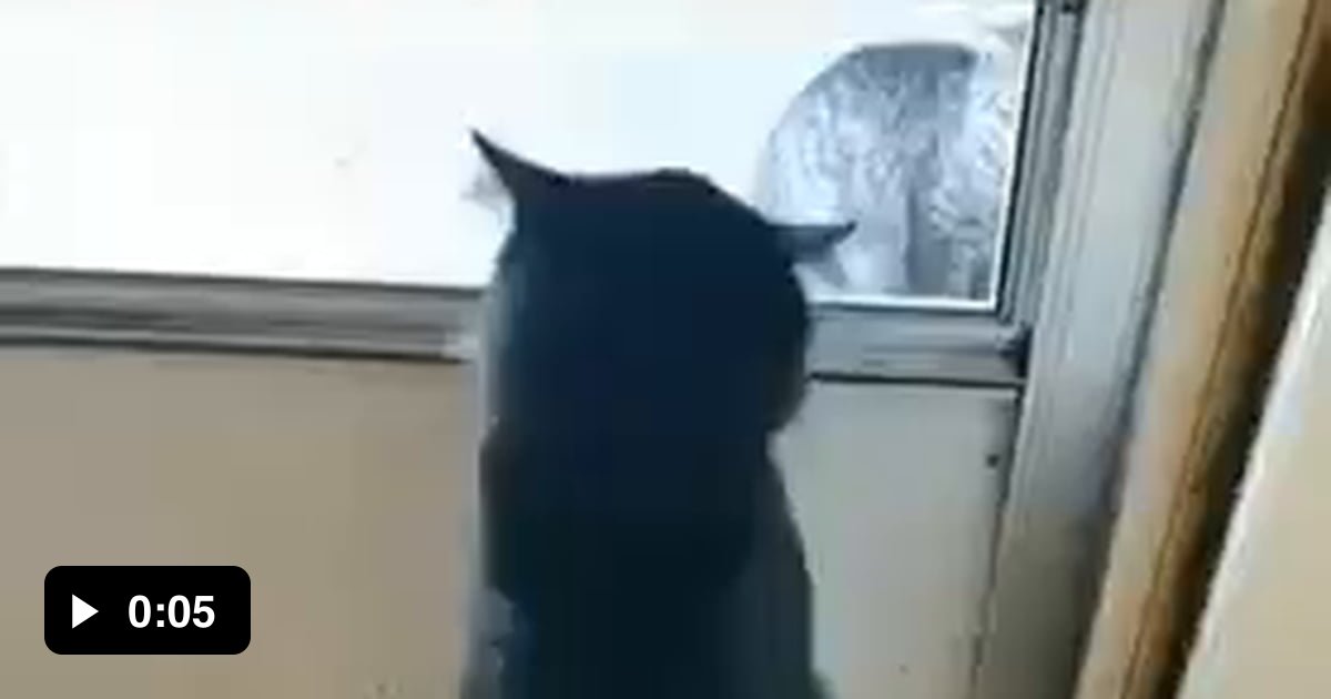 What dat cat doin'? - 9GAG