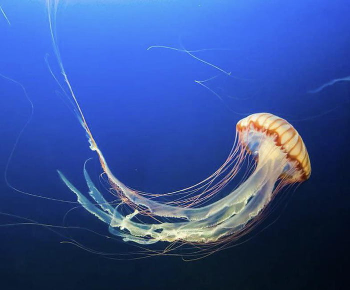 Turritopsis dohrnii (‘the Immortal Jellyfish’) can revert to its