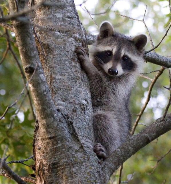 Raccoons have the ability to rotate their feet 180 degrees around
